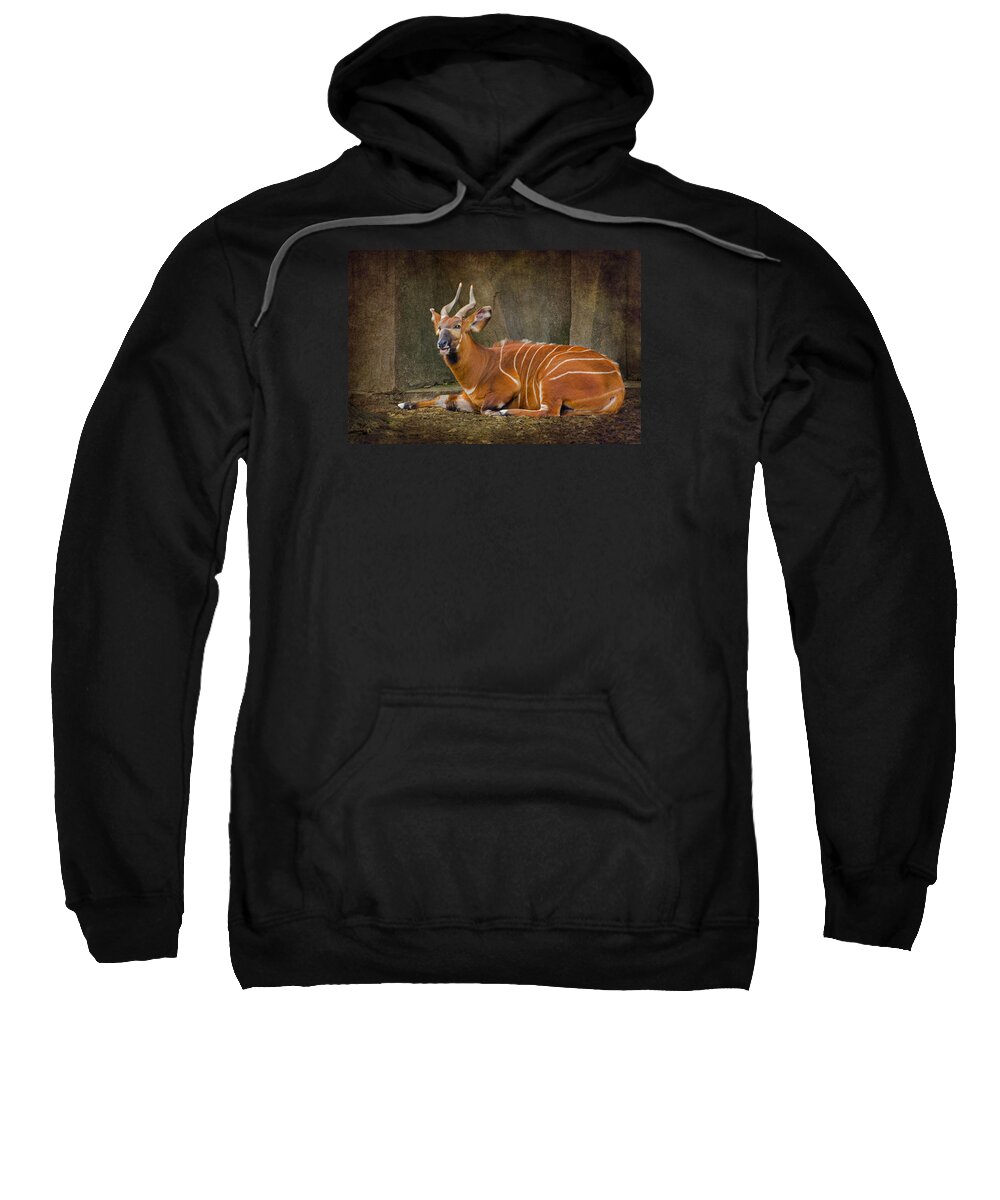 Bongo - Antelope Sweatshirt featuring the photograph Bongo - Antelope by Susan McMenamin