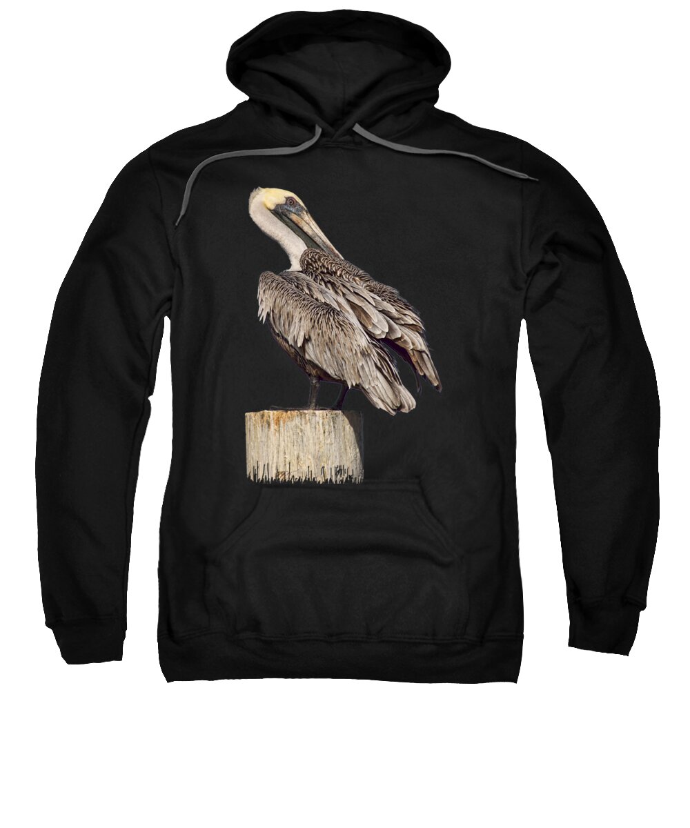 Brown Pelican Sweatshirt featuring the photograph Brown Pelican - Preening - Transparent by Nikolyn McDonald