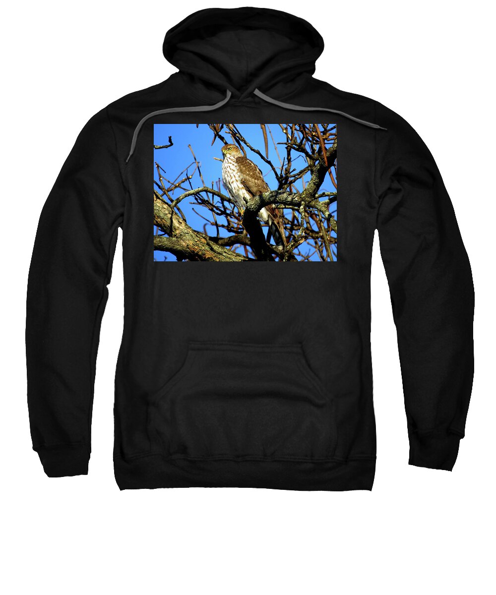 Cooper's Hawk Sweatshirt featuring the photograph Cooper's Hawk Keeping Watch by Linda Stern