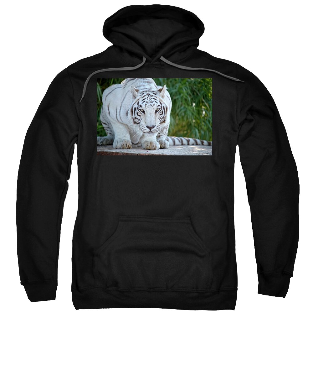 Face Mask Sweatshirt featuring the photograph Crouching White Tiger by Lucinda Walter