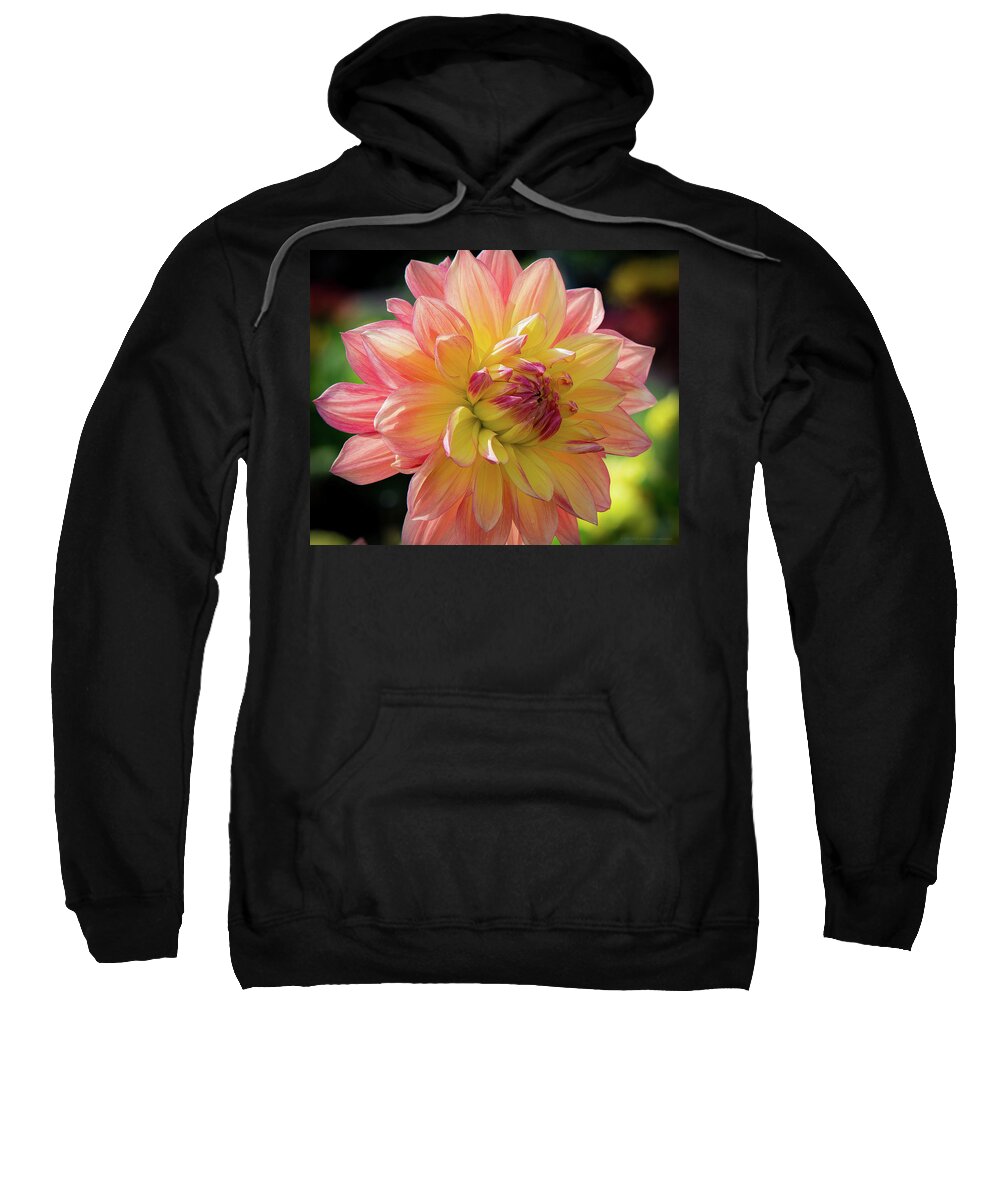 Dahlia Sweatshirt featuring the photograph Dahlia in the Sunshine by Phil Abrams