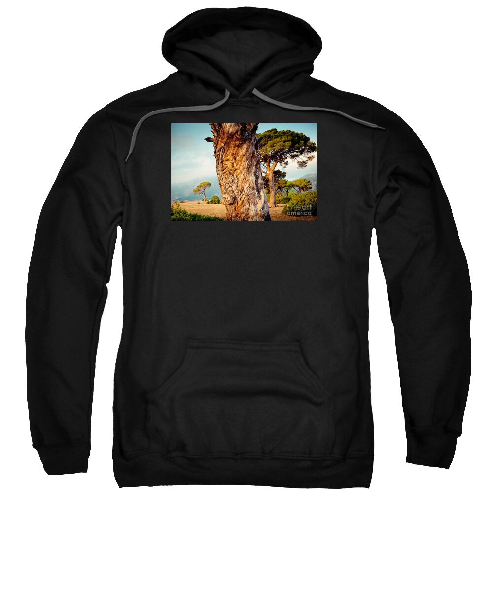 Water Sweatshirt featuring the photograph Dead Tree and forest by Raimond Klavins