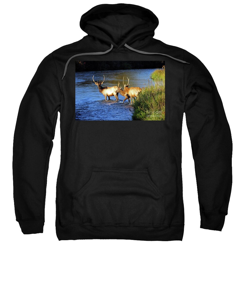 Elk Sweatshirt featuring the photograph Elk by Cindy Murphy - NightVisions