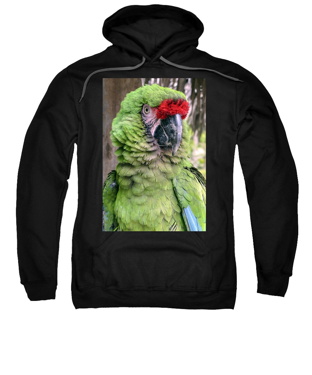 Portrait Sweatshirt featuring the photograph George the Parrot by Bob Slitzan