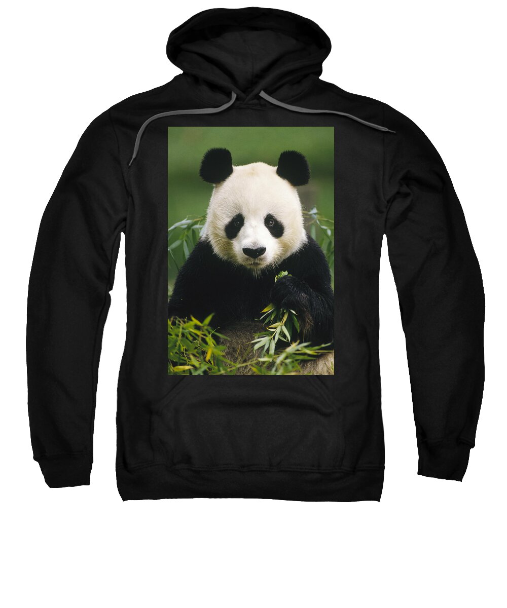 Mp Sweatshirt featuring the photograph Giant Panda Ailuropoda Melanoleuca by Gerry Ellis