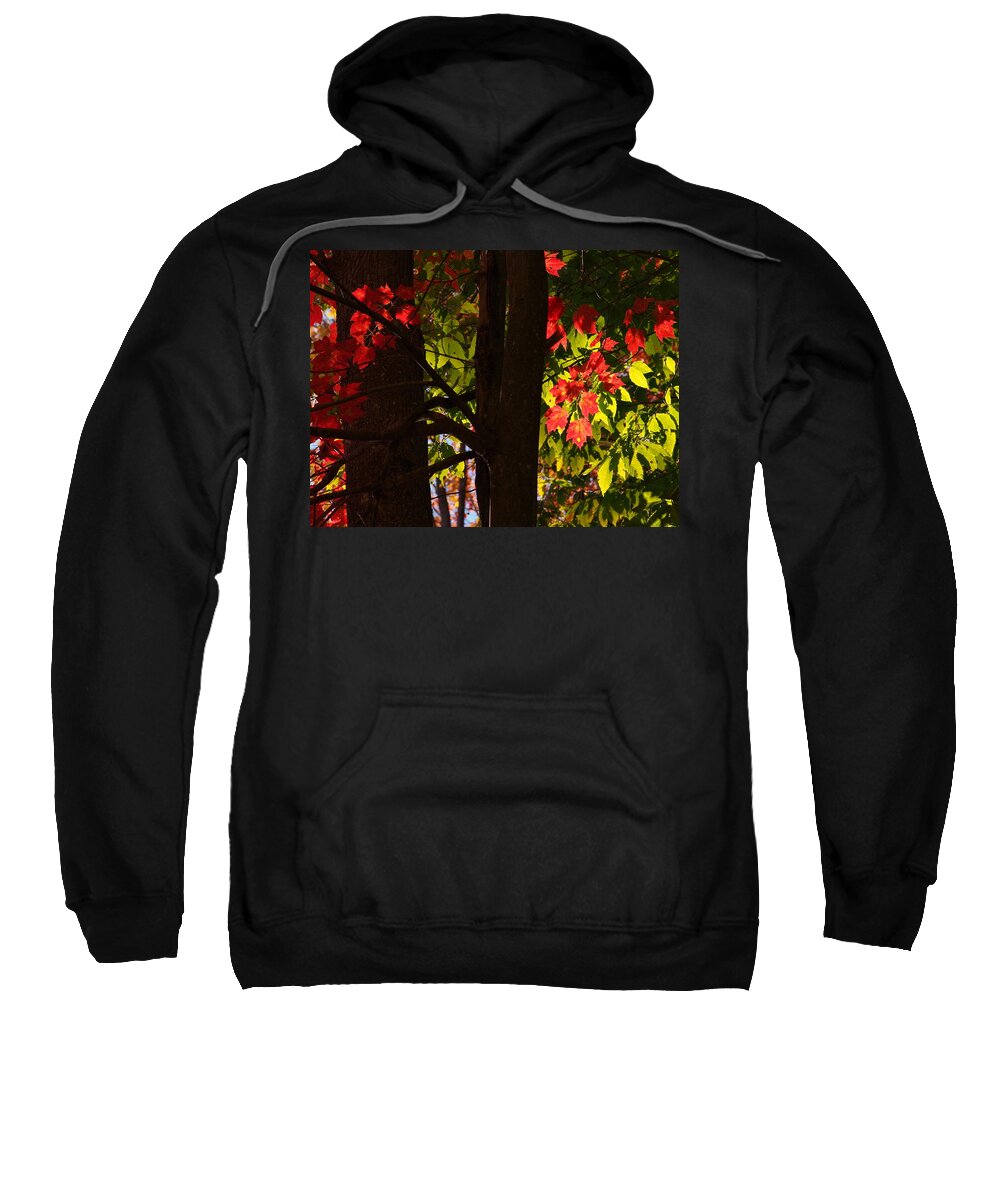 Nature Sweatshirt featuring the photograph Glowing Leaves by Dorothy Lee