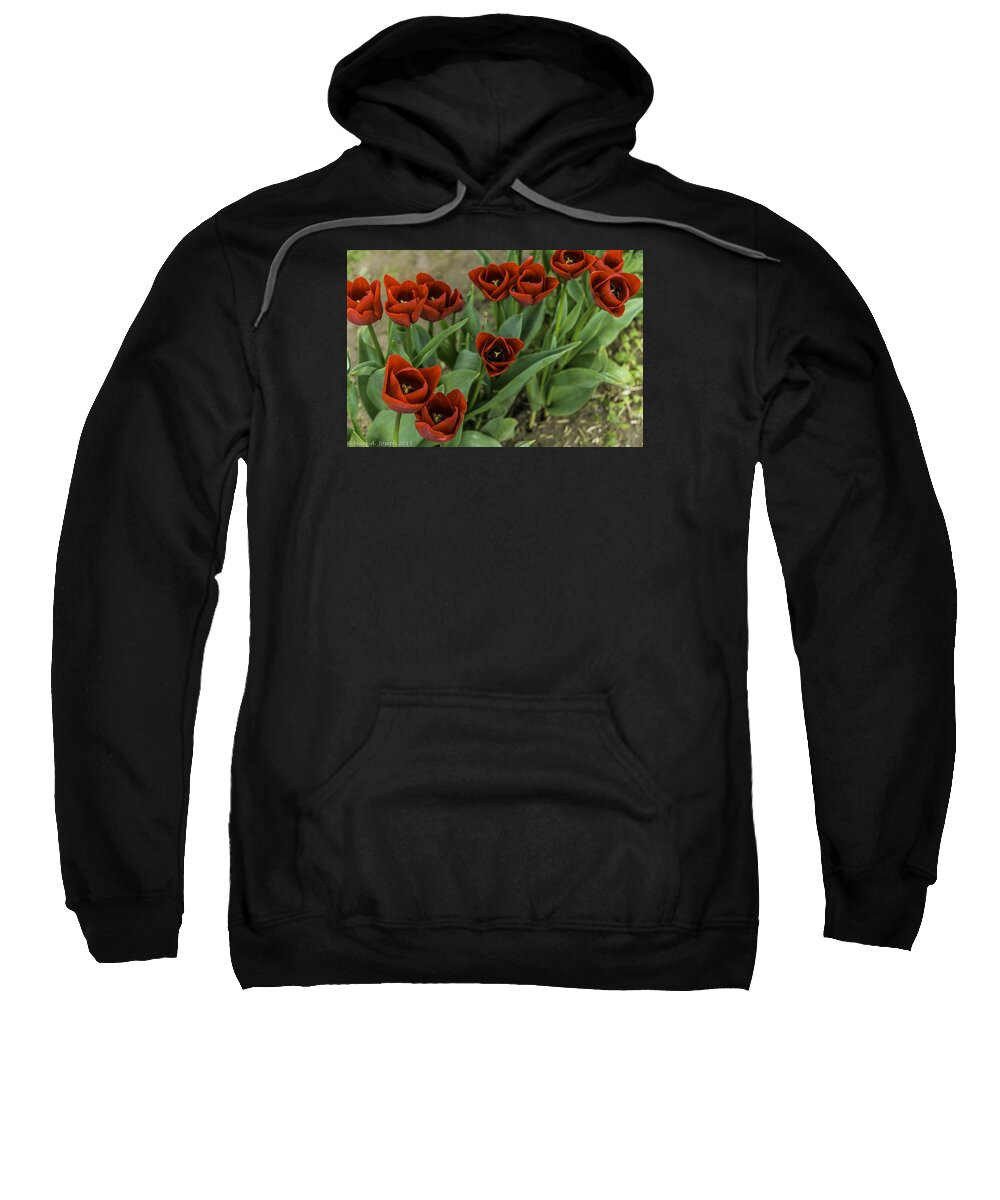 Tulips Sweatshirt featuring the photograph High Definition Tulips by Mark Joseph