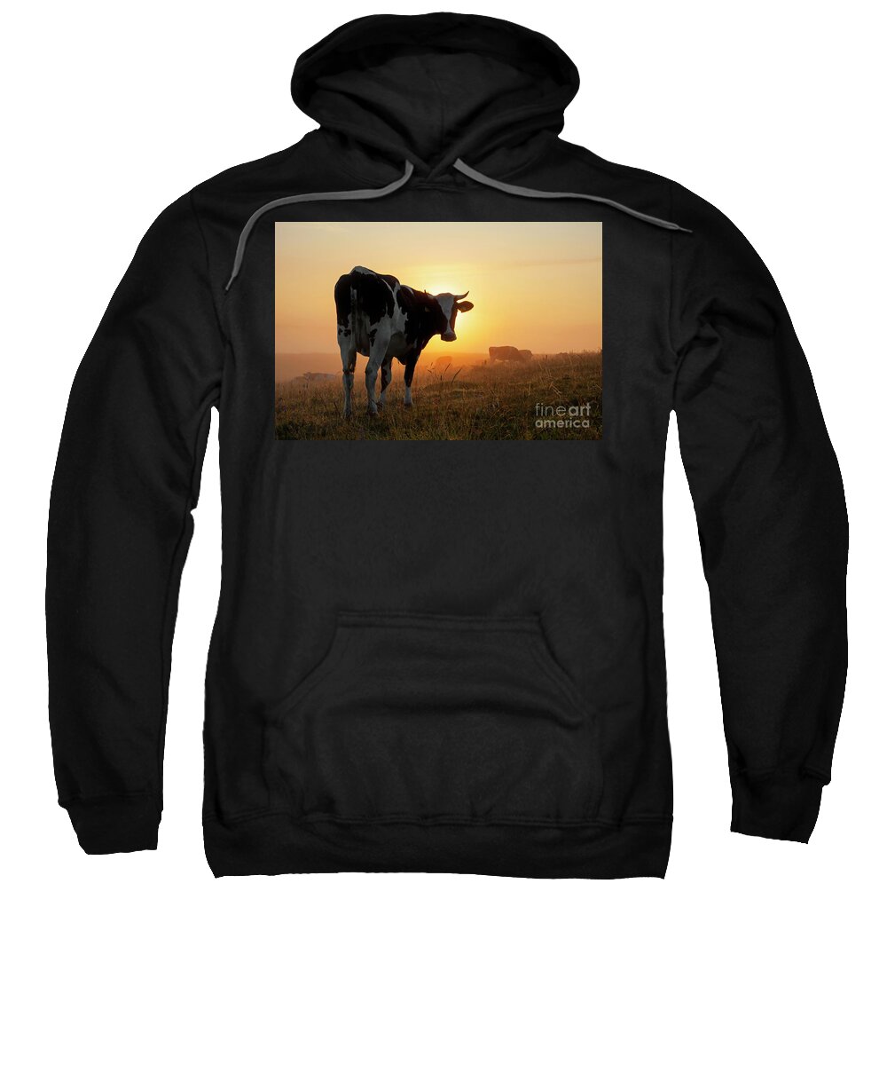 Holstein Friesian Sweatshirt featuring the photograph Holstein Friesian Cow by Arterra Picture Library