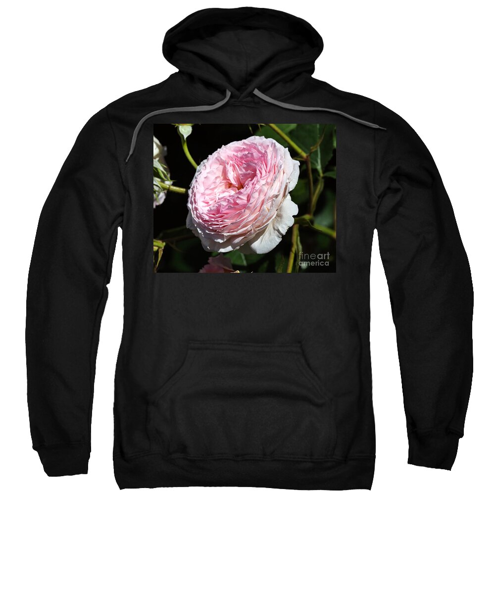 Rose Sweatshirt featuring the photograph James Galway rose by Louise Heusinkveld