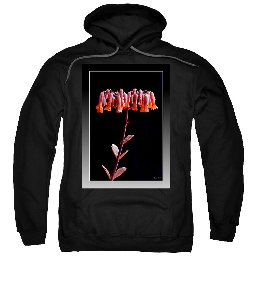Succulent Sweatshirt featuring the photograph Kalanchoe by Farol Tomson