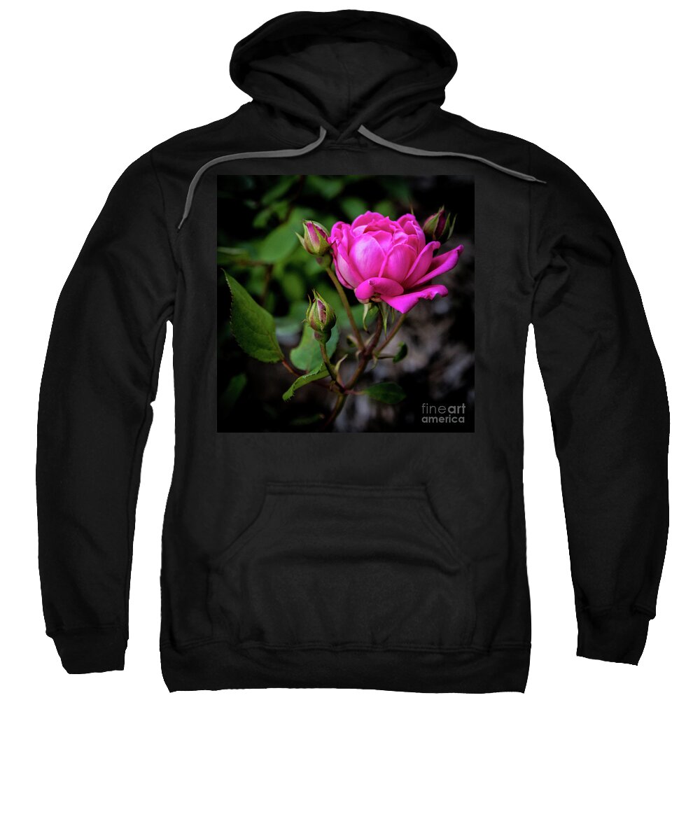 Rose Sweatshirt featuring the photograph Knockout Rose by Cheryl McClure