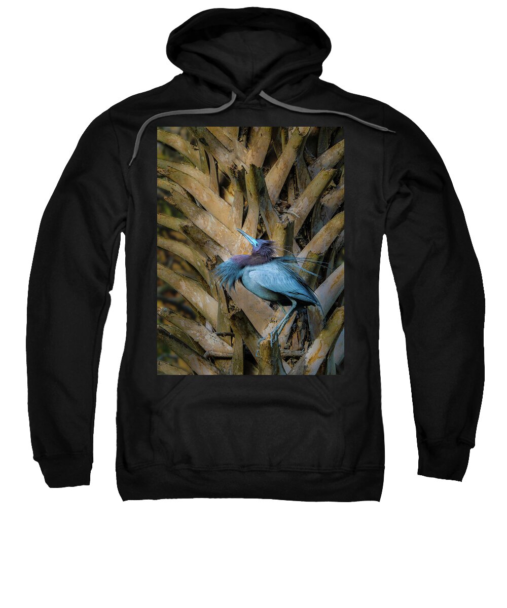 Heron Sweatshirt featuring the photograph Little Blue Heron by Steve Zimic