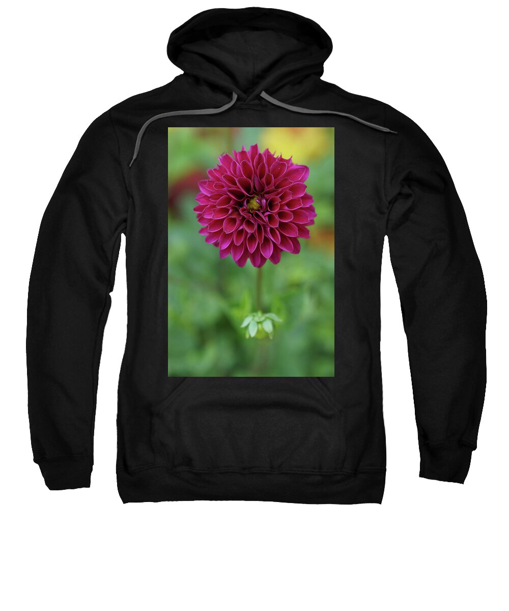 Flower Sweatshirt featuring the photograph Magenta Dahlia by Rebekah Zivicki