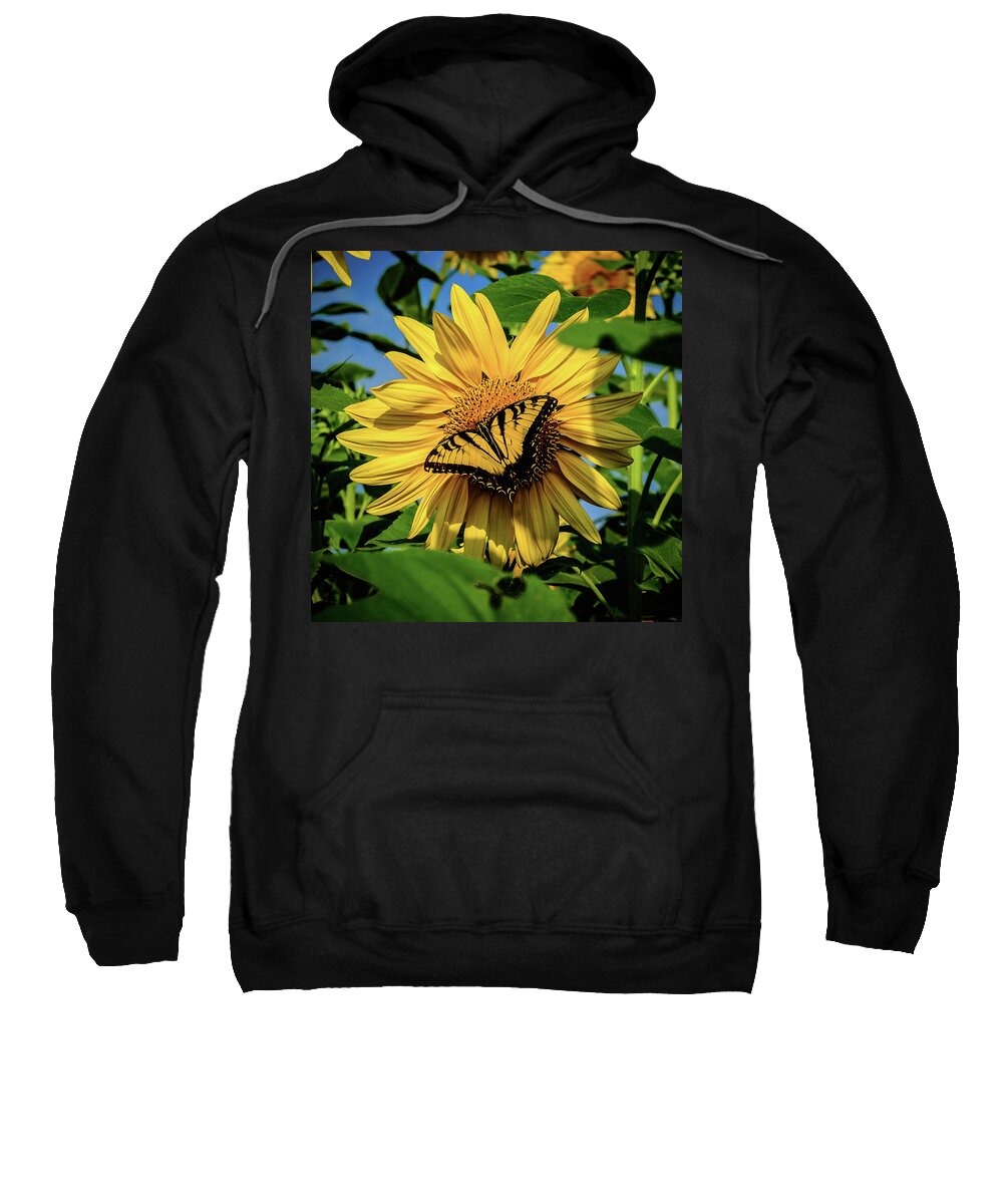 Male Eastern Tiger Swallowtail - Papilio Glaucus Sweatshirt featuring the photograph Male Eastern tiger swallowtail - Papilio glaucus and Sunflower by Louis Dallara