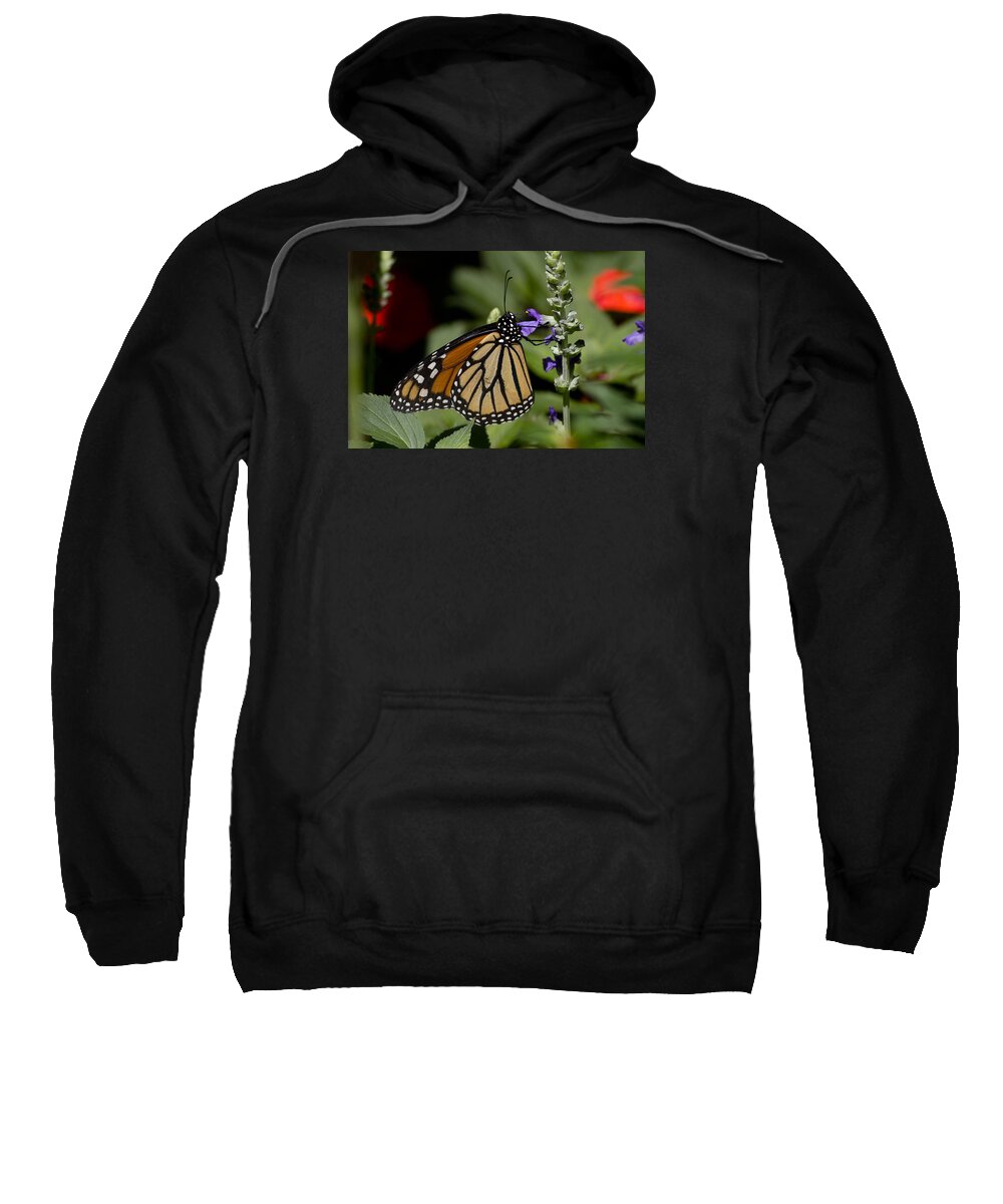 Monarch Sweatshirt featuring the photograph Monarch Majesty by Nancy Dinsmore