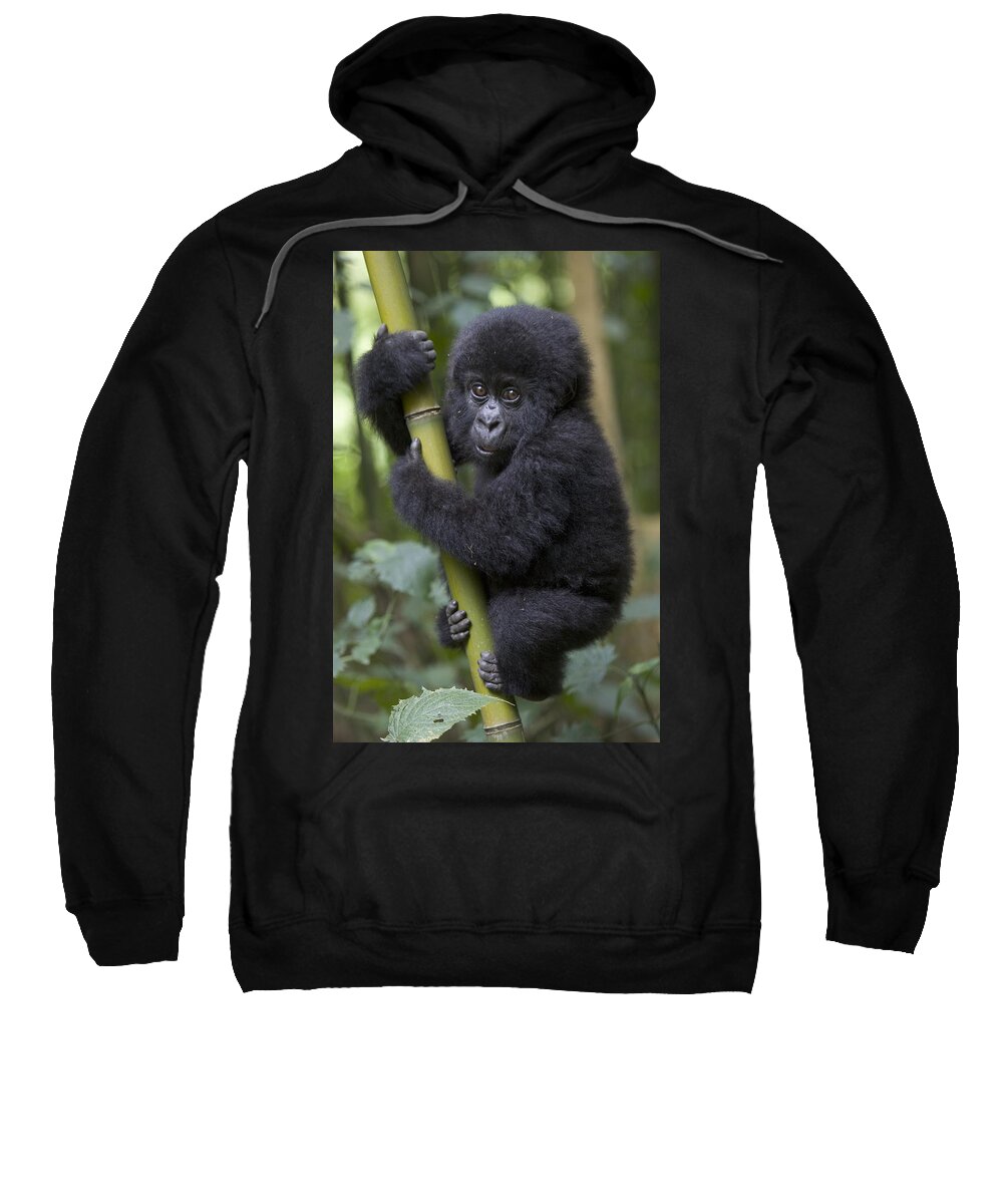 Mp Sweatshirt featuring the photograph Mountain Gorilla Infant Rwanda by Suzi Eszterhas