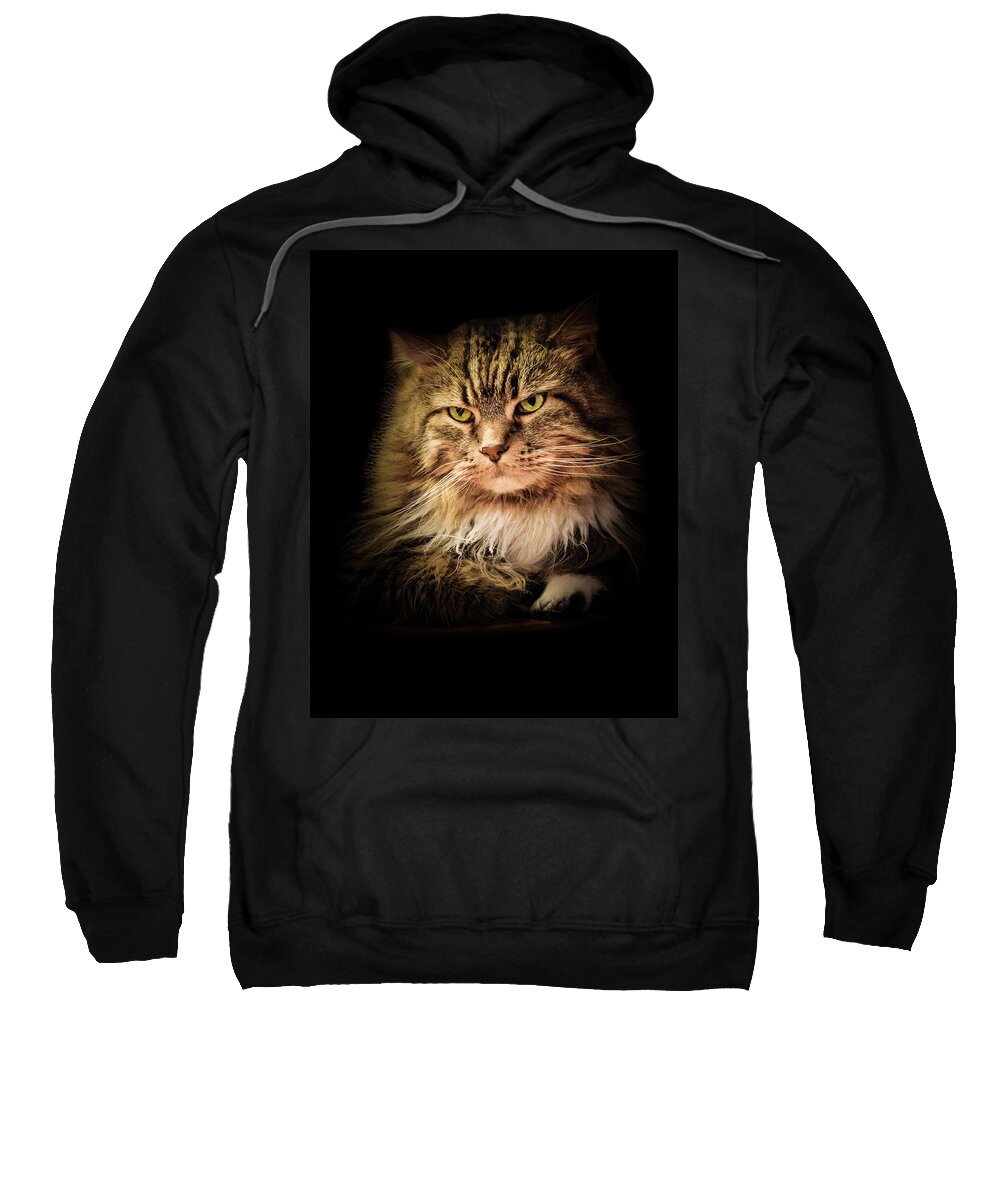 Cat Sweatshirt featuring the photograph Oscar on Black by Joni Eskridge