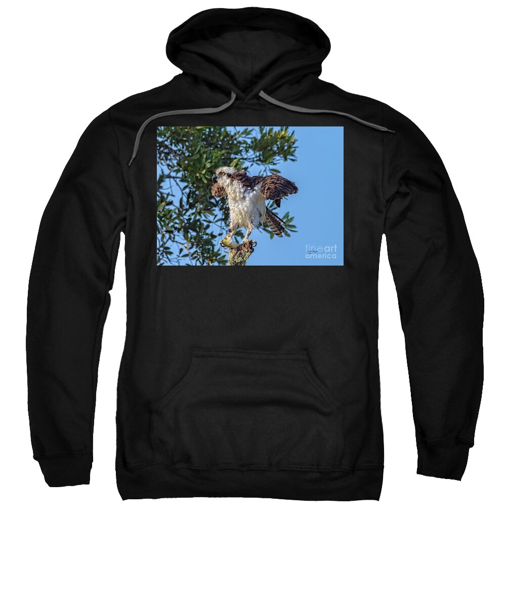 Osprey Sweatshirt featuring the photograph Osprey With Meal by DB Hayes