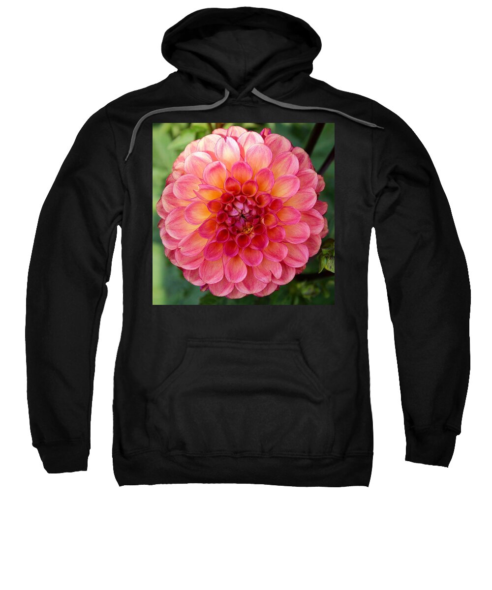 This Beautiful Pink Dahlia Was Captured At The Swan Island Dahlia Farm In Canby Sweatshirt featuring the photograph Pink Dahlia by Brian Eberly