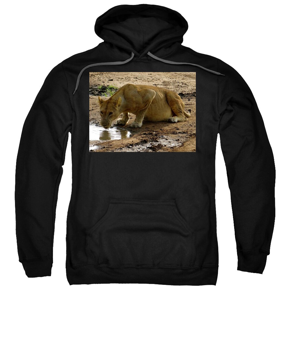 Exploramum Sweatshirt featuring the photograph Pregnant Lioness Drinking At Puddle by Exploramum Exploramum