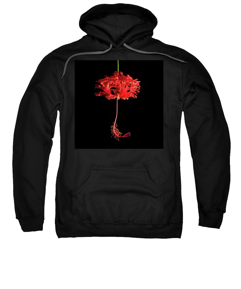 Hibiscus Sweatshirt featuring the photograph Red Hibiscus Schizopetalus On Black by Christopher Johnson