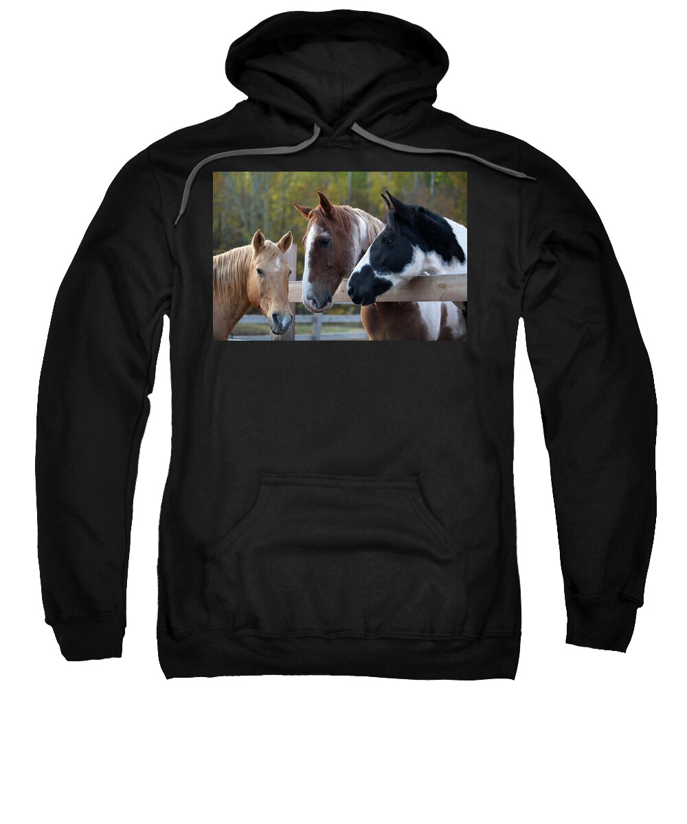 Rosemary Farm Sweatshirt featuring the photograph Remy, Rhett, and Cleo by Carien Schippers