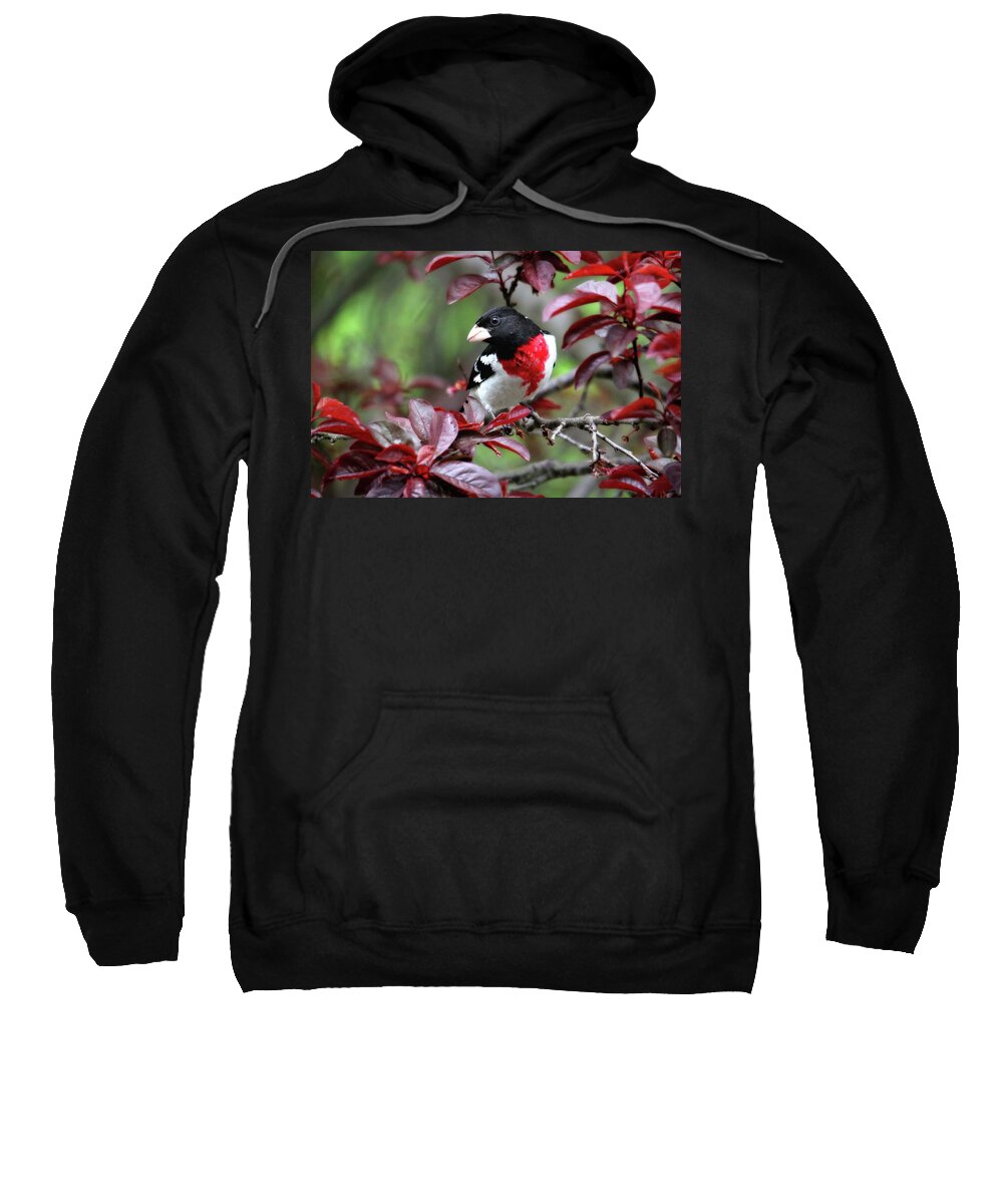 Birds Sweatshirt featuring the photograph Rose-Breasted Grosbeak by Trina Ansel