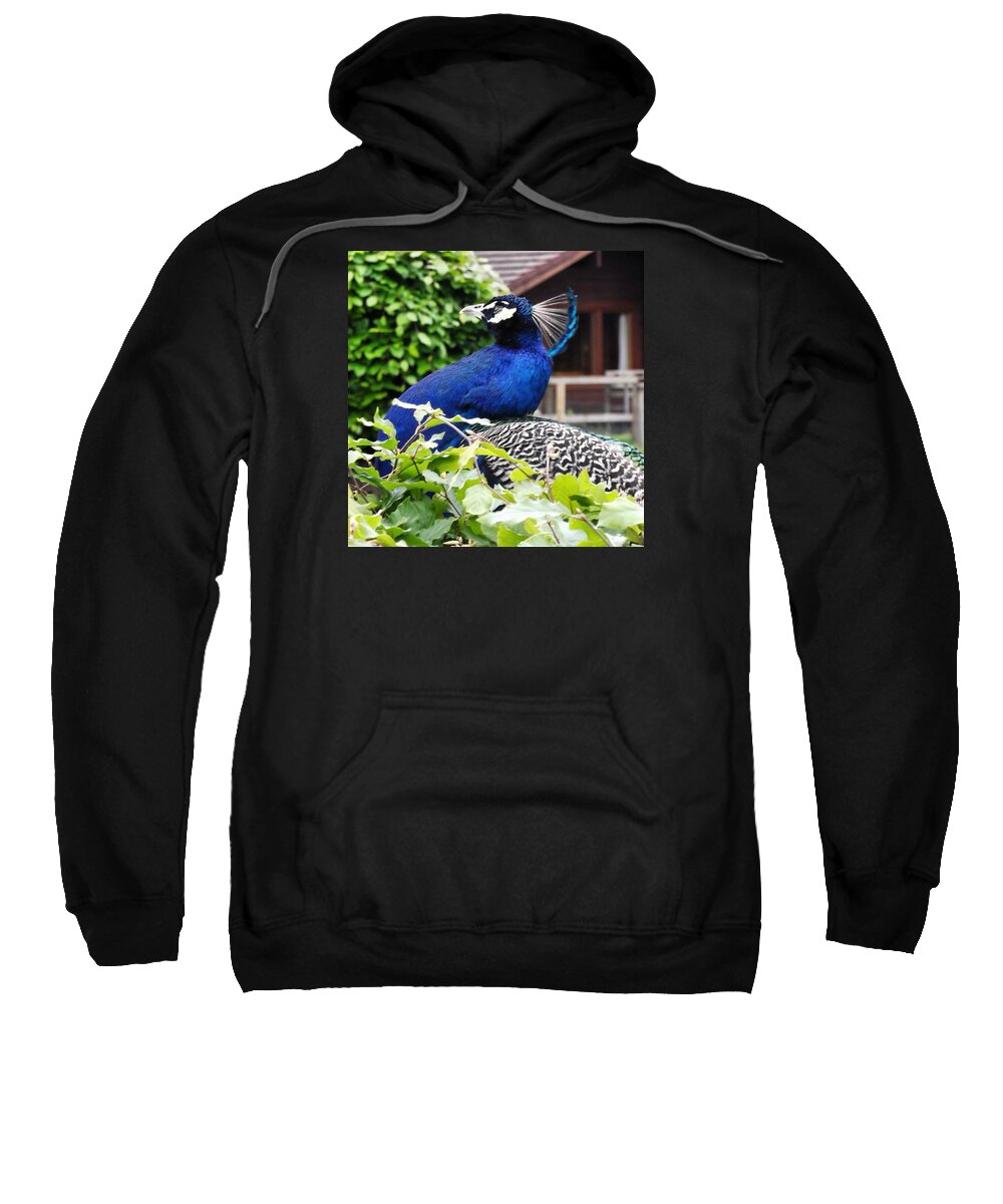 Adventure Sweatshirt featuring the photograph Temple Peacock by Charlotte Cooper