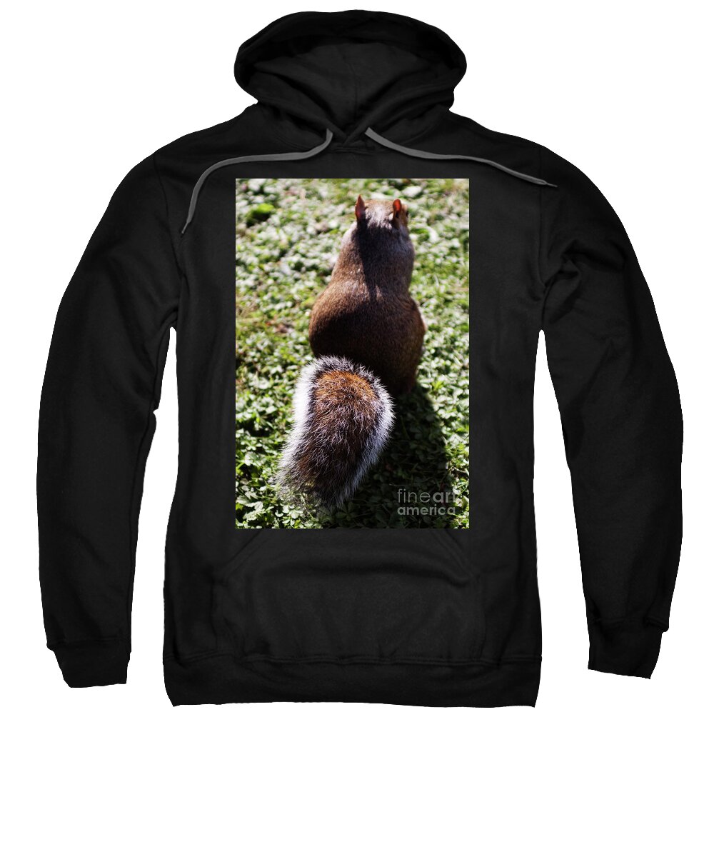 Squirrel Sweatshirt featuring the photograph Squirrel s back by Agusti Pardo Rossello