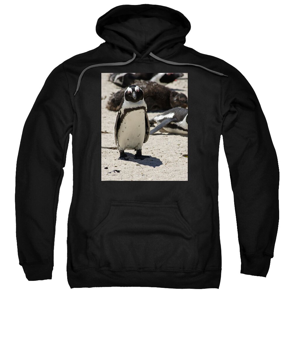 Penguin Sweatshirt featuring the photograph Standing Out in the Crowd by Brandy Herren