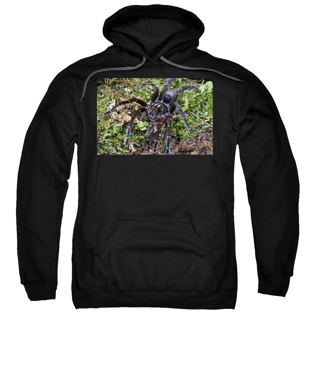 Fn Sweatshirt featuring the photograph Tarantula Pamphobeteus Sp Male, Mindo by James Christensen