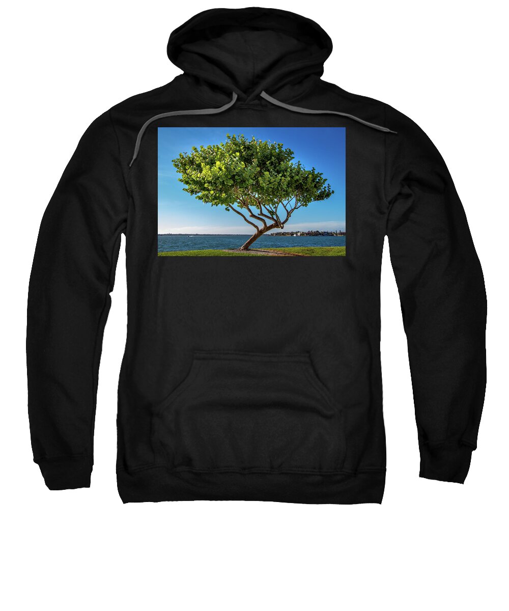 Bird Key Park Sweatshirt featuring the photograph Tree on the Bay by Richard Goldman
