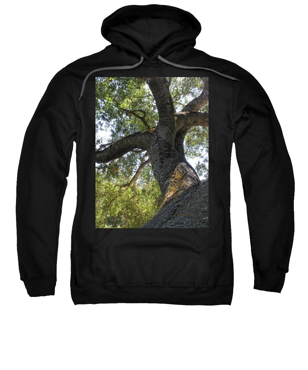Tree Sweatshirt featuring the photograph Twisted Viewpoint by Donna Blackhall