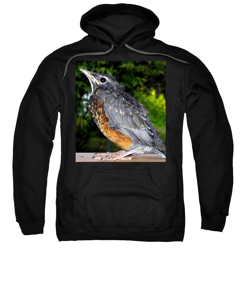 Young American Robin Sweatshirt featuring the photograph Young American Robin by Will Borden