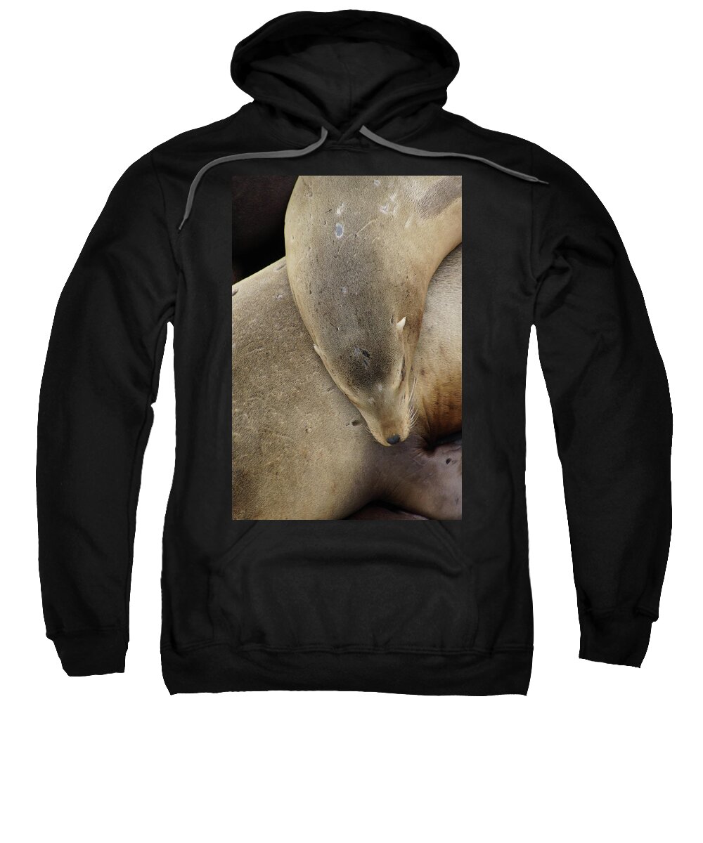 Animal Sweatshirt featuring the photograph California sea lions asleep #1 by Steve Estvanik