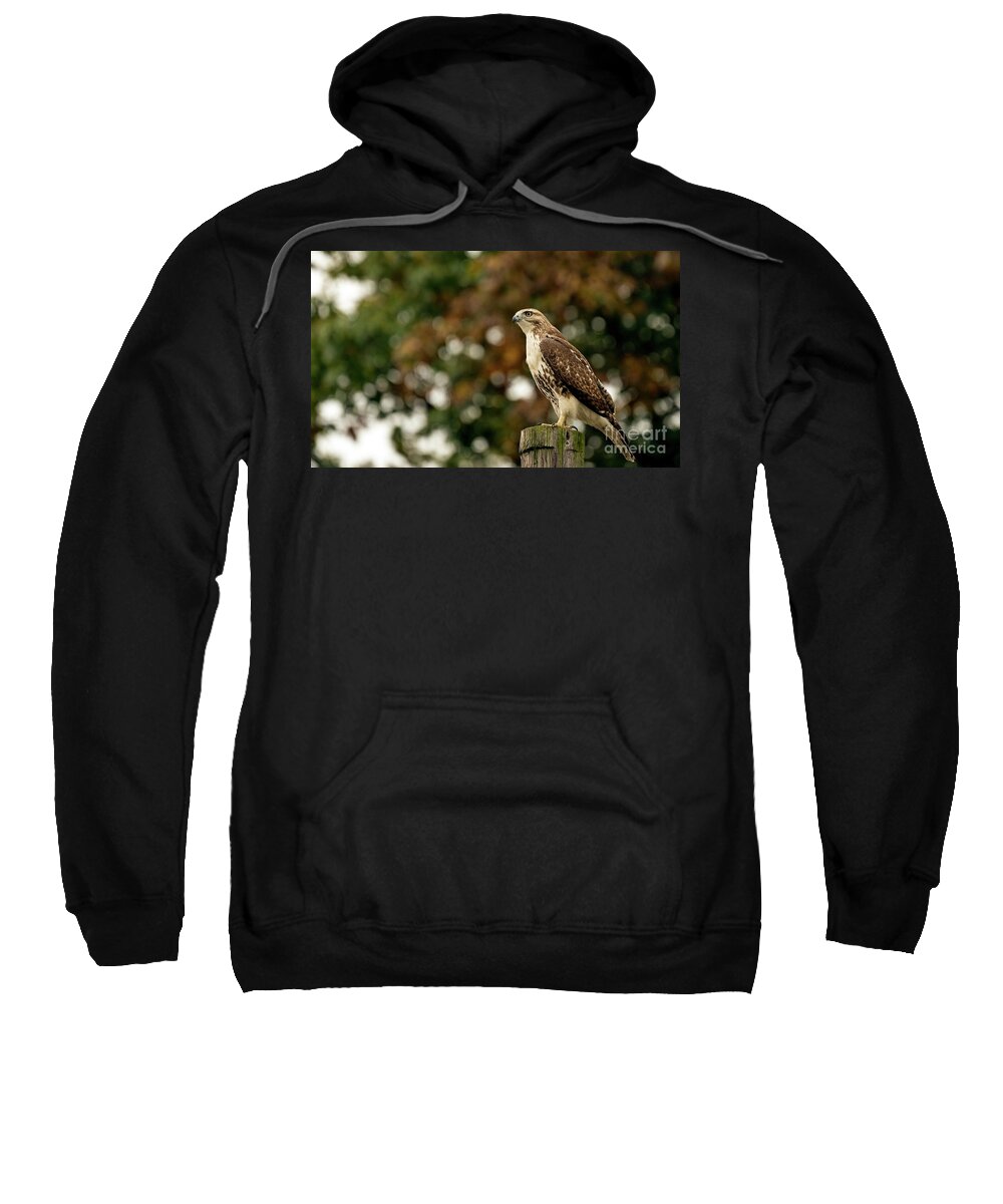 Red Tailed Hawk Sweatshirt featuring the photograph Red tailed hawk #4 by Sam Rino