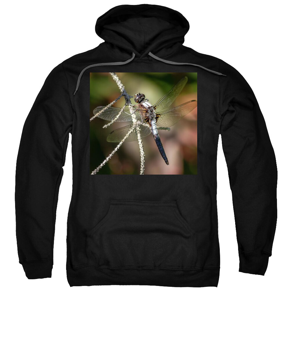 Animal Sweatshirt featuring the photograph Dragonfly by SAURAVphoto Online Store