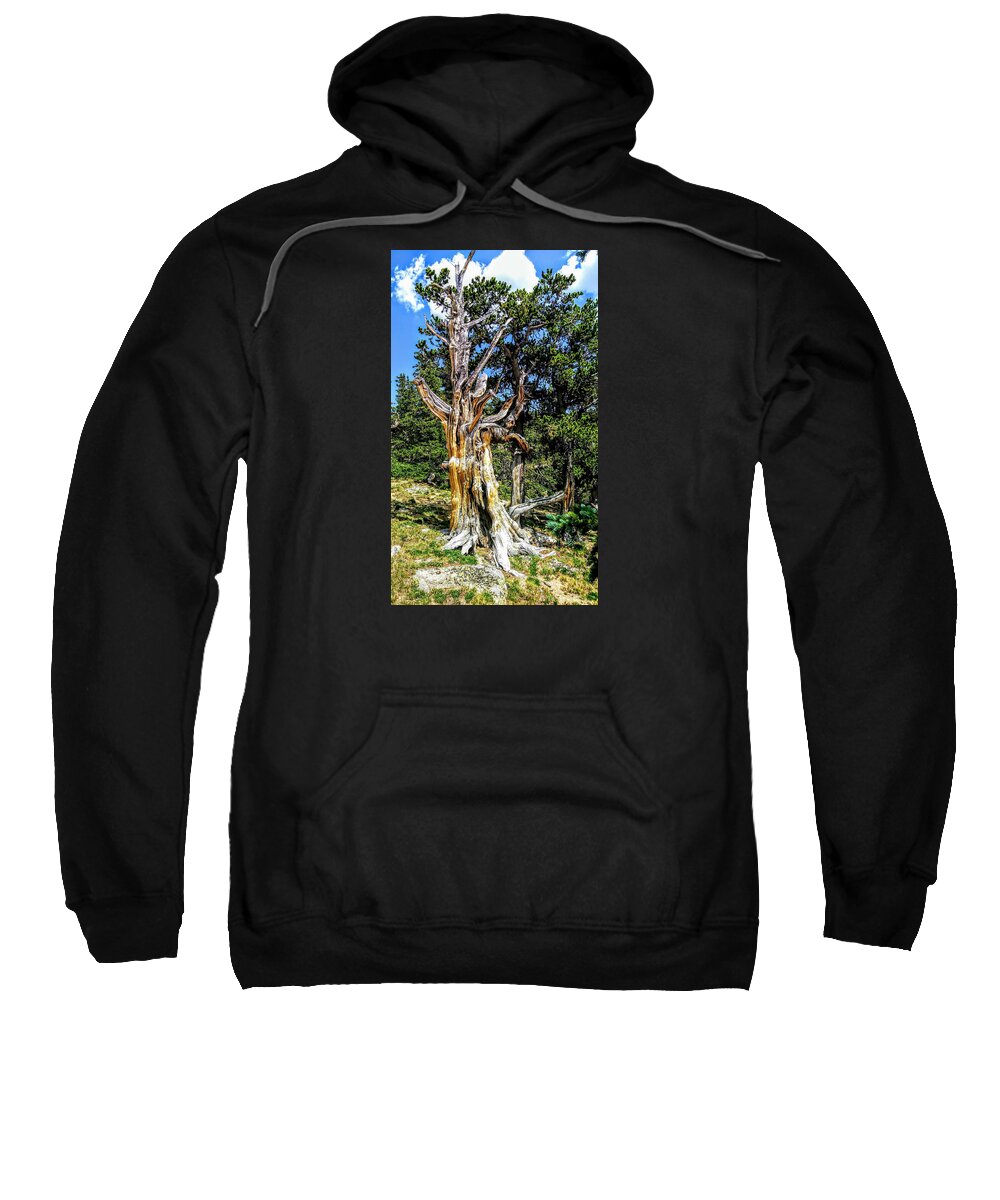Tree Sweatshirt featuring the photograph Bristlecone1 2018 by Aaron Bombalicki
