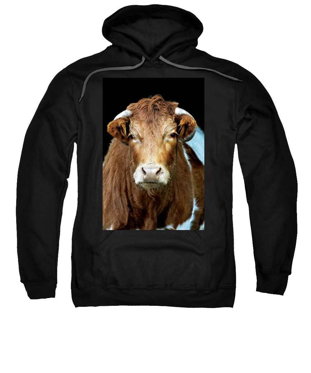 Cow Sweatshirt featuring the photograph Cow by Sandi Kroll