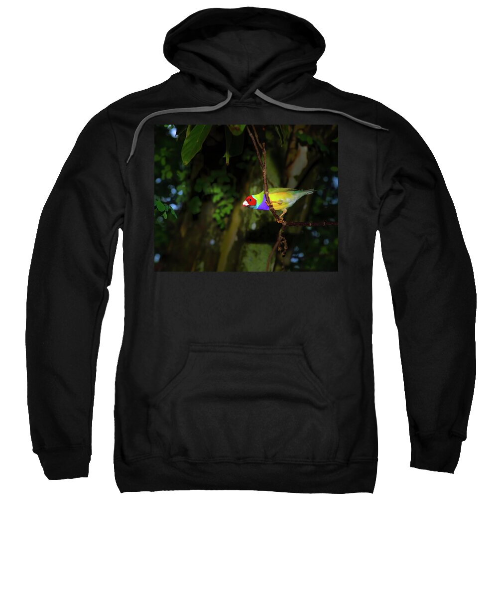 Gouldian Finch Sweatshirt featuring the photograph Gouldian Finch by Mark Andrew Thomas
