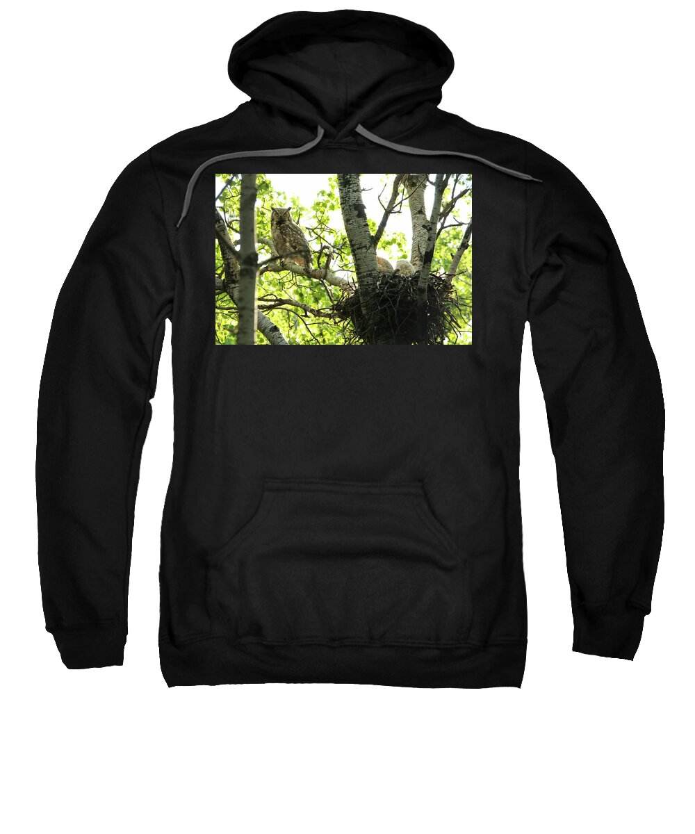 Owl Sweatshirt featuring the photograph Great Horned Owl and Babies by Ryan Crouse