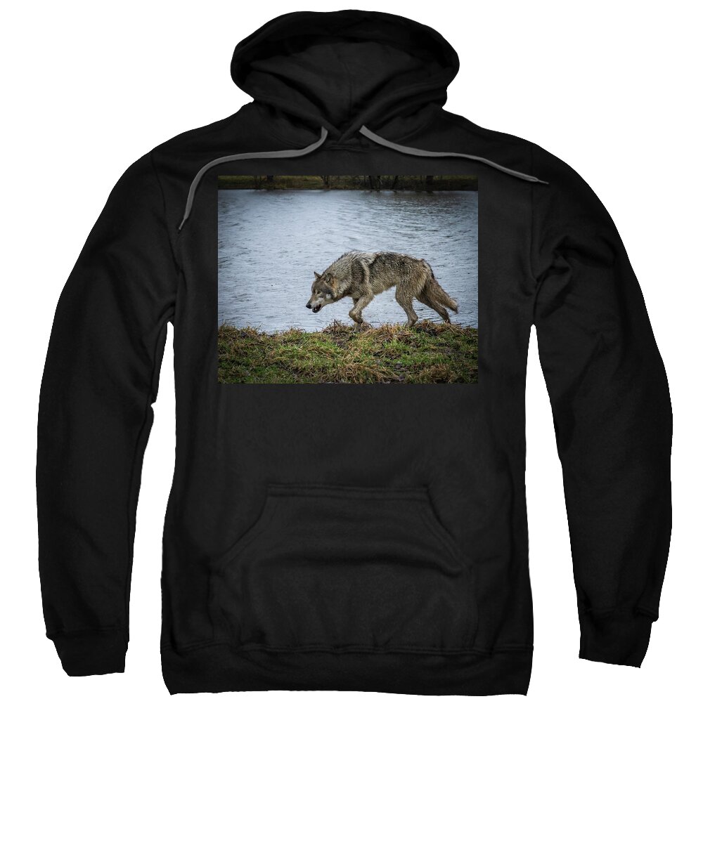 Wolves Wolf Sweatshirt featuring the photograph Hunting by Laura Hedien