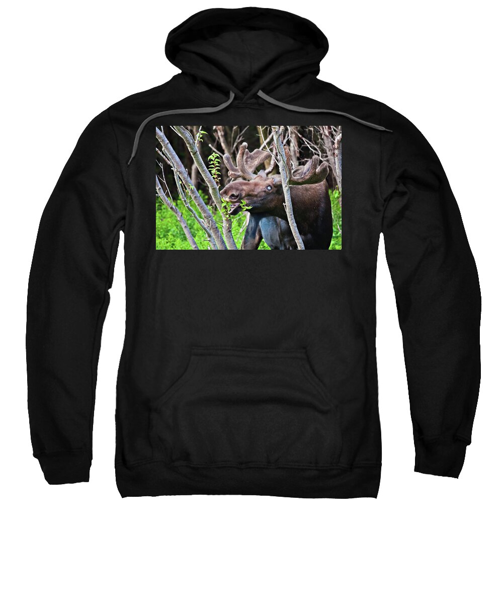Moose Sweatshirt featuring the photograph Moose with an anomalous eye, at dinner time by Tatiana Travelways