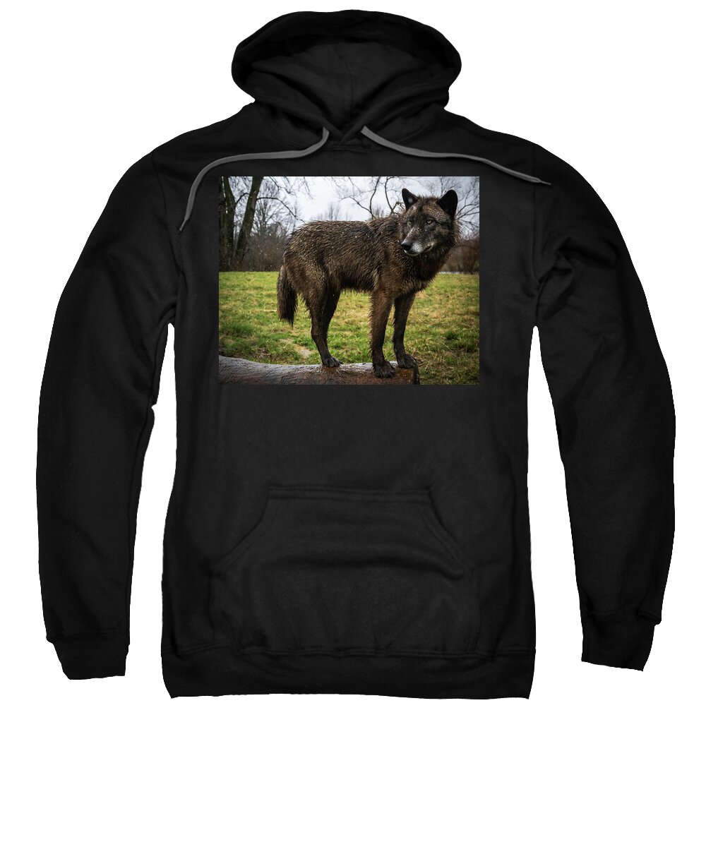 Wolf Wolves Sweatshirt featuring the photograph Niko by Laura Hedien