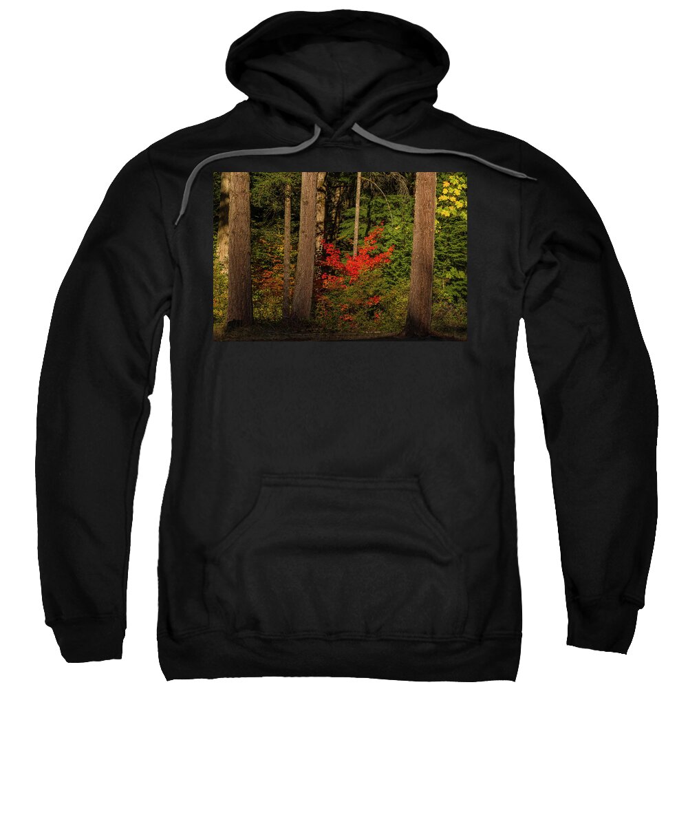 Silver Falls Sweatshirt featuring the photograph October forest by Ulrich Burkhalter