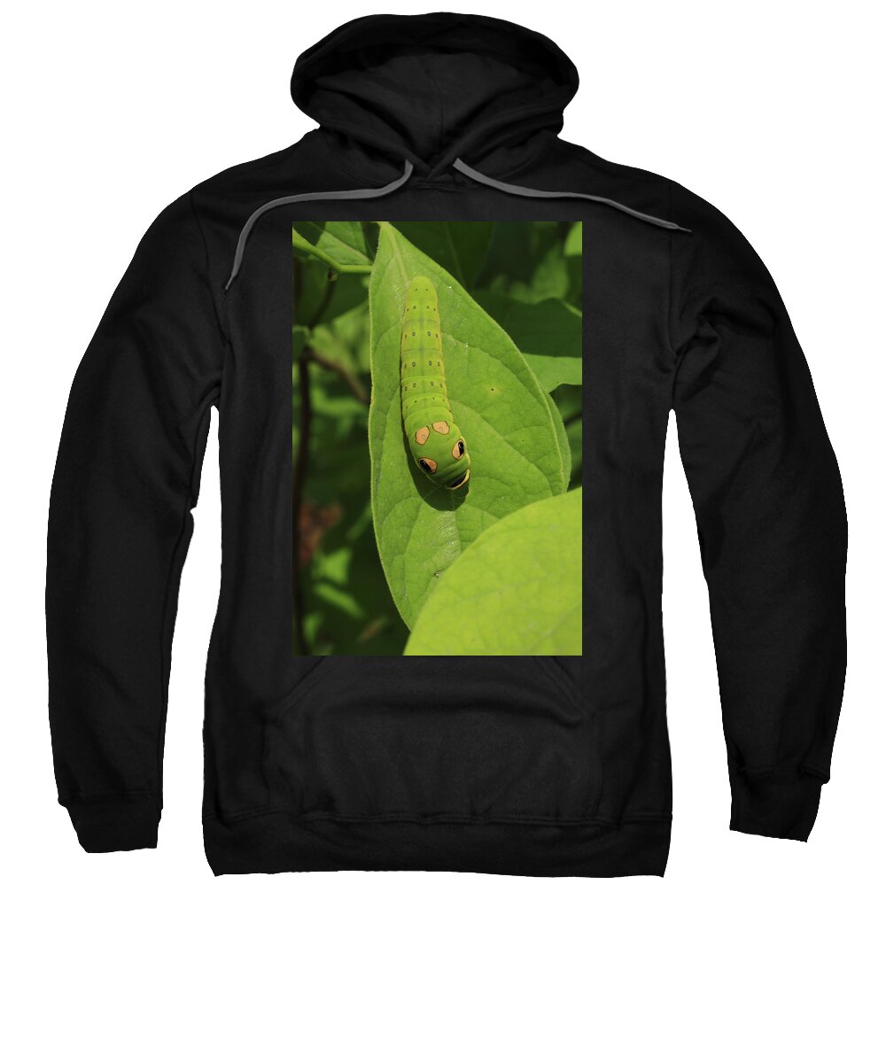 Caterpiller Sweatshirt featuring the photograph Spicebush Swallowtail Caterpillar by Karen Ruhl