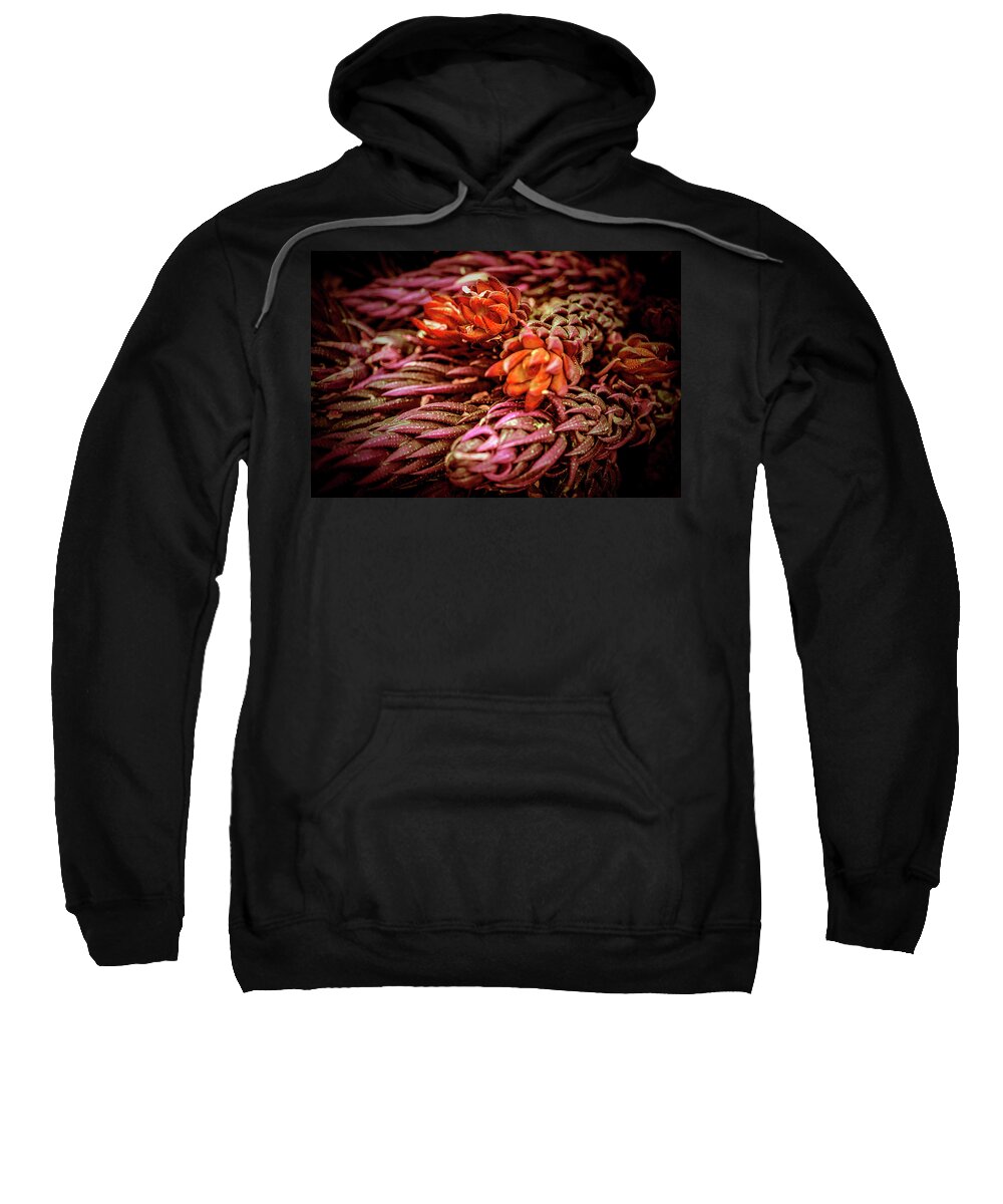 Succulent Sweatshirt featuring the photograph Succulent IV by Lily Malor