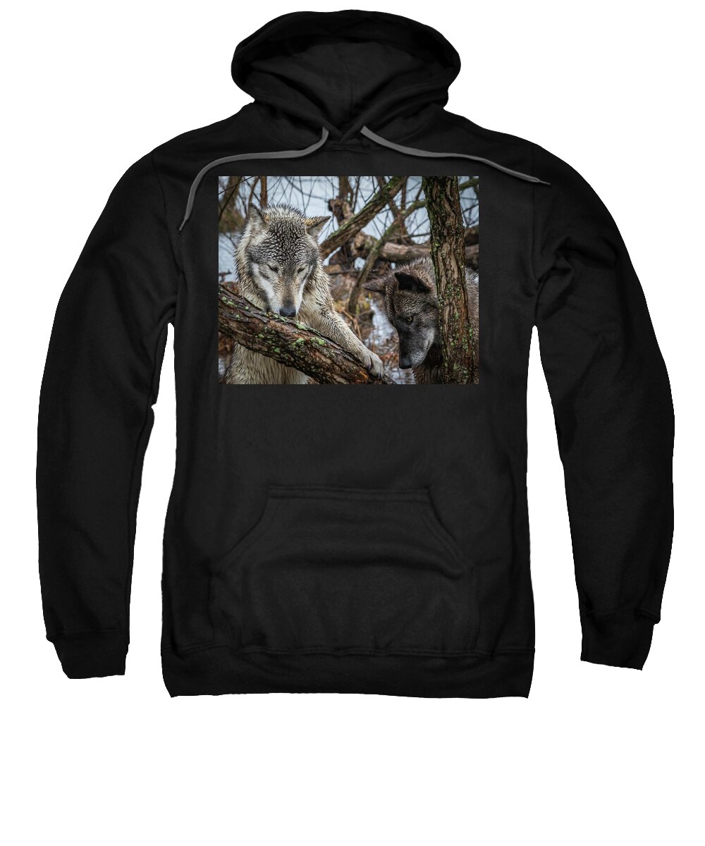 Black Wolf Wolves Sweatshirt featuring the photograph Whatta Ya Got by Laura Hedien