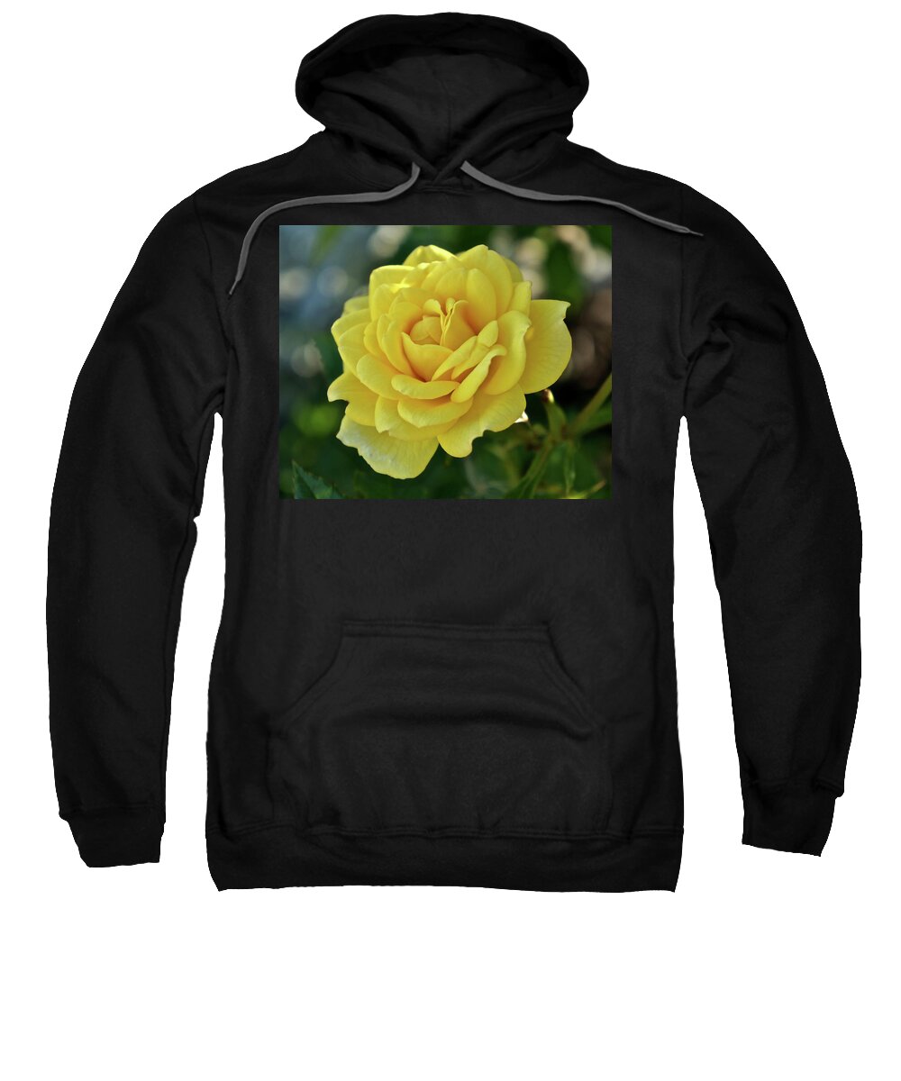 Yellow Rose Sweatshirt featuring the photograph Yellow Rose of Texas by Kathy Ozzard Chism