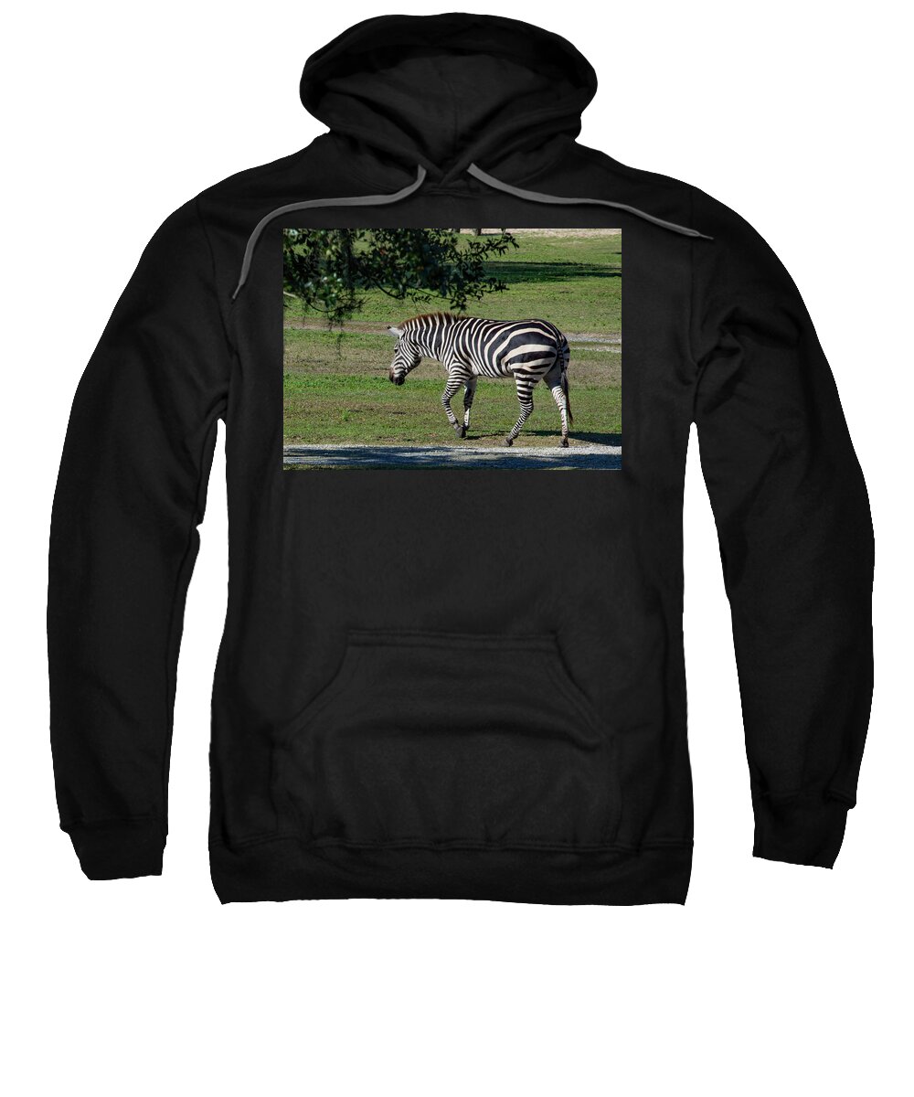 Zebra Sweatshirt featuring the photograph Zebra Out for a Stroll by Margaret Zabor